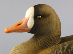 Jude Brunet White-Fronted Goose "Specklebelly"